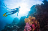 What Is Freediving?