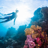 What Is Freediving?